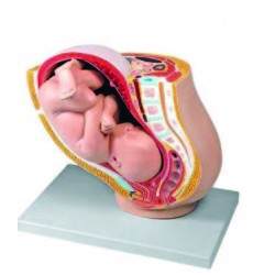 Genital Organ Models